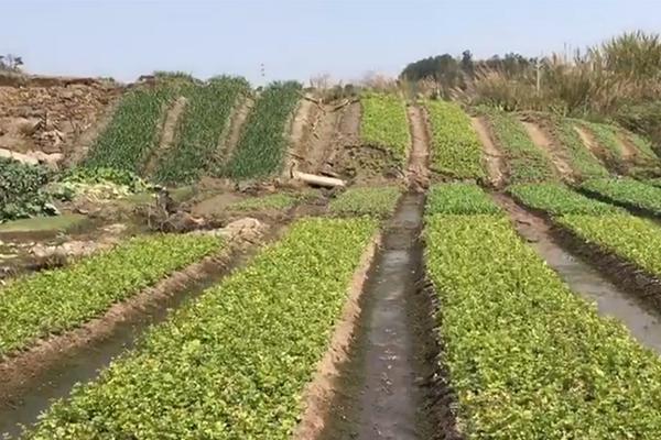 英雄连城单机破解版下载